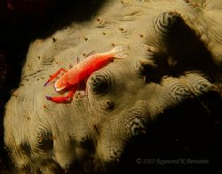 Picture was taken during a night dive in Anilao, Batangas... by Raymond Bersamin 